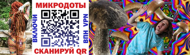 где можно купить   Козловка  Галлюциногенные грибы Psilocybine cubensis 